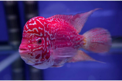 Flowerhorn Cichlid cichlid