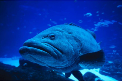 Giant Grouper Grouper
