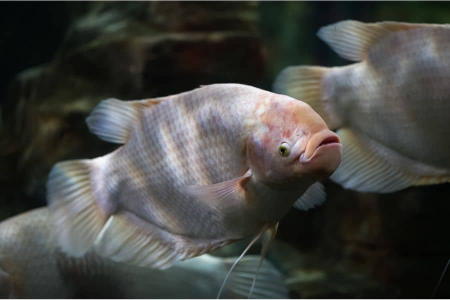 Gourami Kissing Gourami