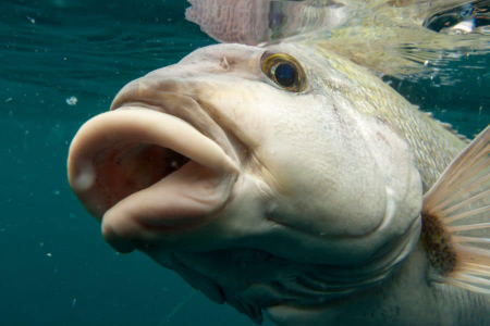 fish with big lips Fish with big lips